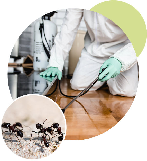 Tratamiento y eliminación de plagas con Certificado